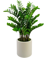 La planta artificial Zamioculcas, ya preparada, de 120 cm de altura con hojas de color verde brillante, se alza en una sencilla maceta beige sobre un fondo blanco liso.