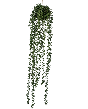 La Planta Artificial Colgante Senecio Ball de 71 cm tiene largos y sinuosos zarcillos verdes que emergen de un racimo redondo en la parte superior, perfecto para añadir vegetación sobre un fondo blanco liso.