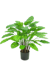 La Planta Artificial Calathea Makoyana UV 75 cm roja es una planta artificial en maceta con muchas hojas anchas y de un verde vibrante con rayas de color verde claro, muy juntas en varios tallos en una pequeña maceta negra sobre un fondo blanco.
