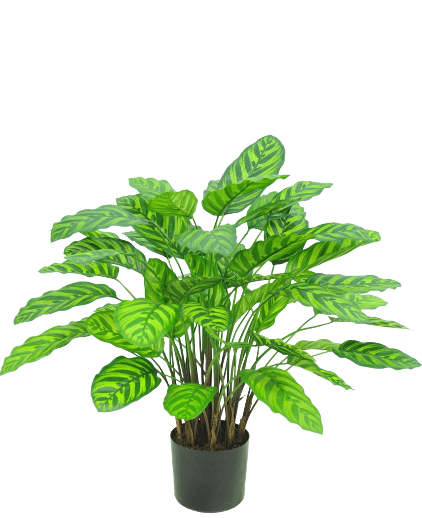La Planta Artificial Calathea Makoyana UV 75 cm roja es una planta artificial en maceta con muchas hojas anchas y de un verde vibrante con rayas de color verde claro, muy juntas en varios tallos en una pequeña maceta negra sobre un fondo blanco.