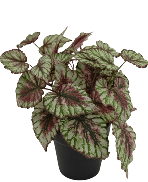 La planta Begonia Artificial en maceta de 25 cm tiene hojas grandes y estructuradas en colores verde, blanco y rosa. Presentado en un pequeño bote de color negro sobre fondo liso blanco.
