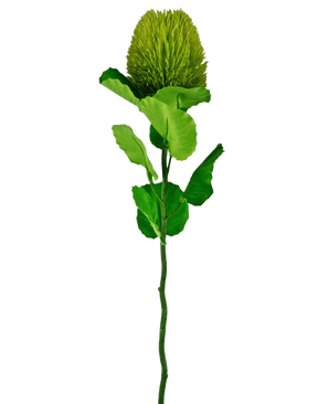La flor artificial Banksia 59 cm verde es una única flor de seda verde con una floración redonda y esponjosa y hojas dentadas en un tallo largo, ideal para cualquier decoración floral artificial y hermosa sobre un fondo blanco liso.
