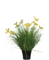 La planta de césped artificial Asteraceae ignífuga de 70 cm tiene hojas verdes largas y delgadas y racimos de pequeñas flores amarillas en una maceta negra. Es una planta de césped artificial de bajo mantenimiento sobre un fondo blanco liso.