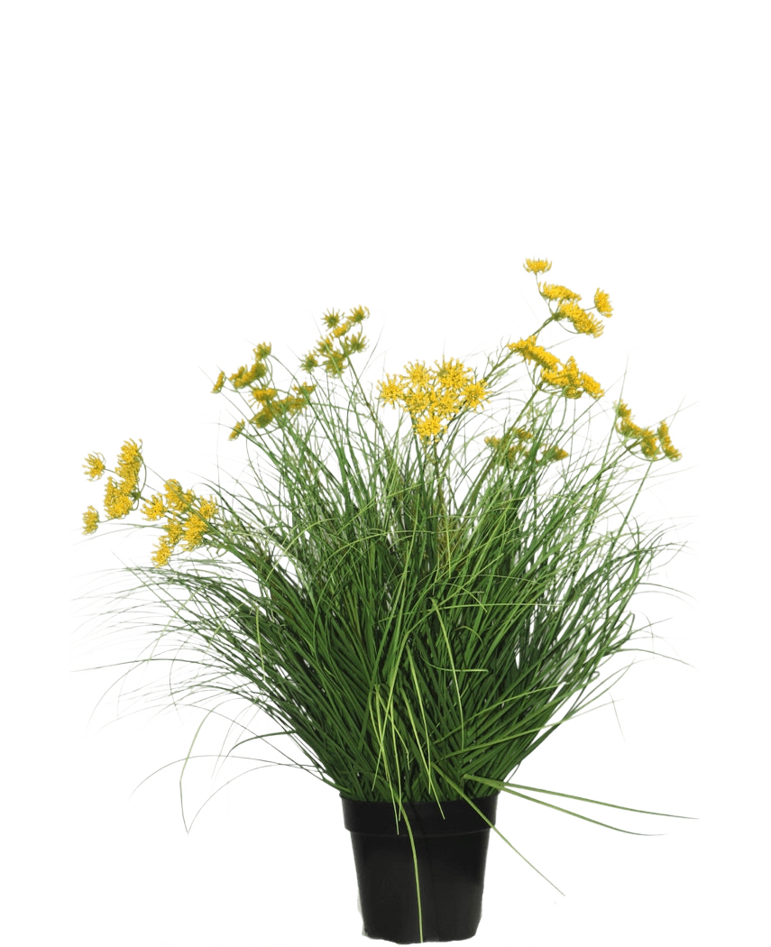 La planta de césped artificial Asteraceae ignífuga de 70 cm tiene hojas verdes largas y delgadas y racimos de pequeñas flores amarillas en una maceta negra. Es una planta de césped artificial de bajo mantenimiento sobre un fondo blanco liso.
