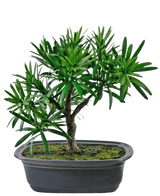 La Planta Artificial Bonsái Podocarpus 20 cm tiene densas hojas verdes y un esbelto tronco en una maceta poco profunda ovalada de color negro con tierra de musgo, sobre un fondo blanco.