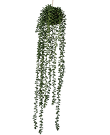 La planta artificial colgante Senecio bola de 71 cm tiene largos y sinuosos zarcillos verdes que emergen de un racimo redondo en la parte superior, perfecto para añadir vegetación sobre un fondo blanco liso.
