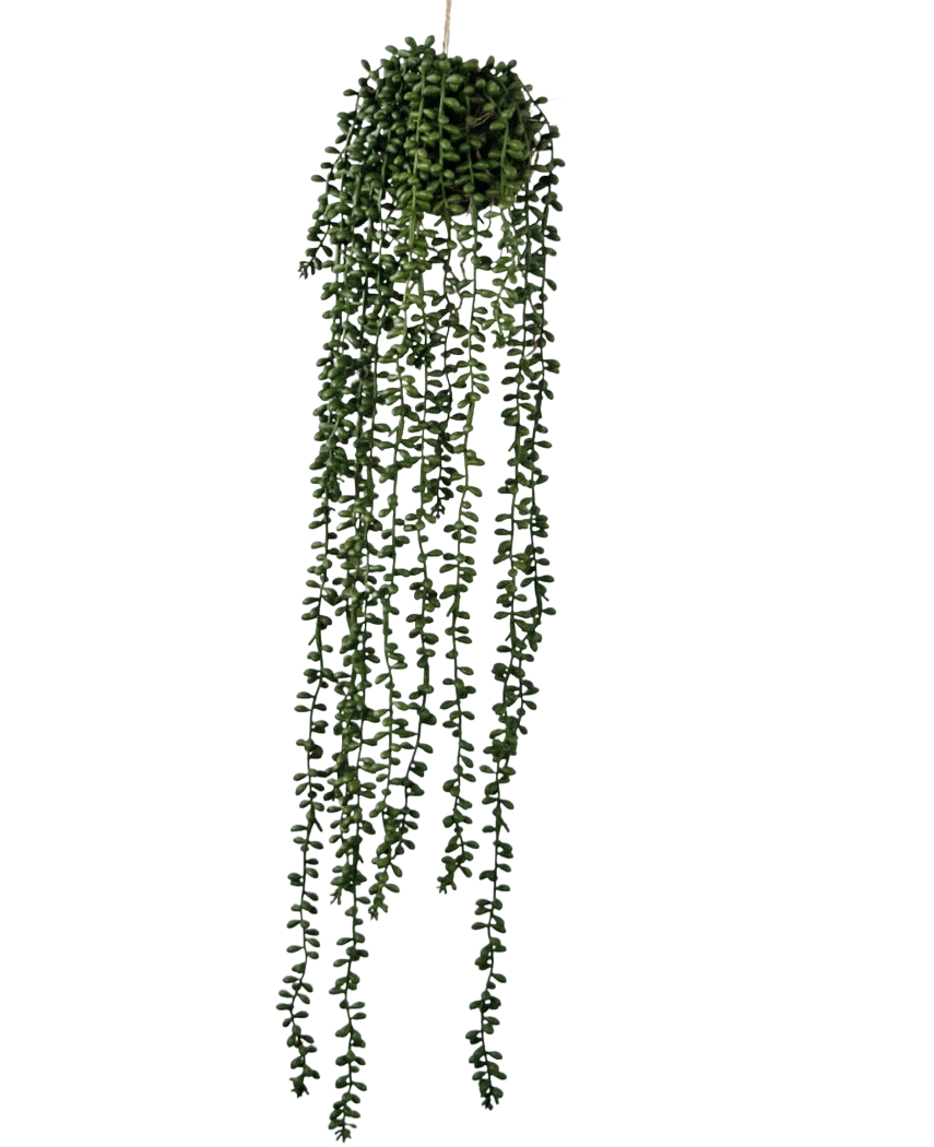 La planta artificial colgante Senecio bola de 71 cm tiene largos y sinuosos zarcillos verdes que emergen de un racimo redondo en la parte superior, perfecto para añadir vegetación sobre un fondo blanco liso.