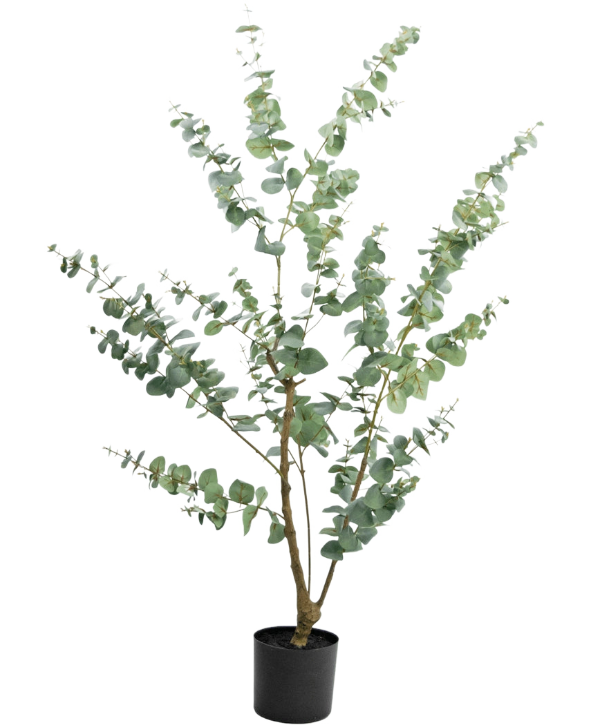 La Planta Artificial Eucalipto 150 cm es un eucalipto artificial alto en una maceta con ramas largas y delgadas y hojas redondas de color verde plateado, sobre un fondo blanco liso.