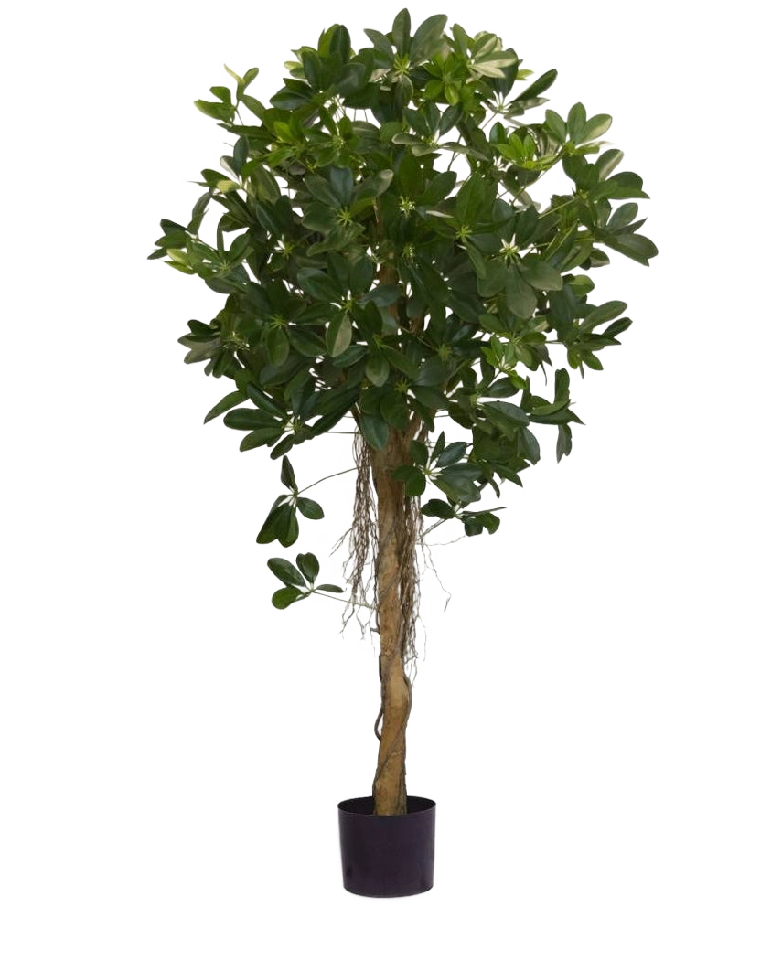 La Planta Artificial Schefflera de hojas pequeñas de 150 cm tiene un tronco alto y retorcido y densos manojos de hojas de color verde oscuro sobre un fondo blanco liso. Ideal para añadir un toque fresco a tu interior o para exhibir en elegantes macetas decorativas.