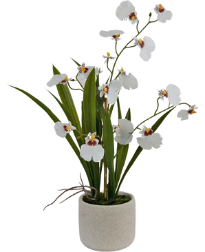 El Oncidium Artificial Real Touch 48 cm blanco tiene orquídeas blancas realistas con hojas verdes, bellamente dispuestas en una sencilla maceta de cerámica redonda y de color claro.