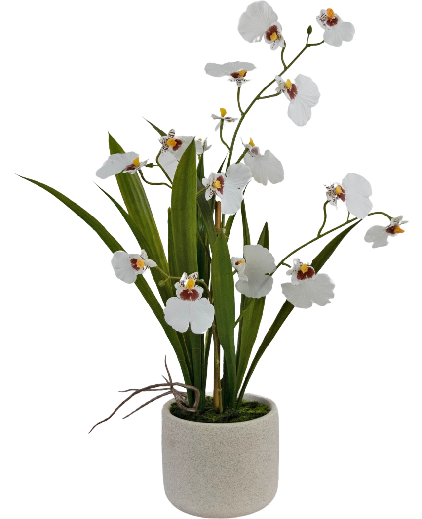 El Oncidium Artificial Real Touch 48 cm blanco tiene orquídeas blancas realistas con hojas verdes, bellamente dispuestas en una sencilla maceta de cerámica redonda y de color claro.