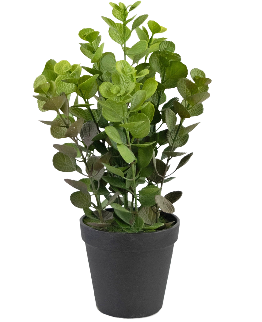 La Planta Artificial Vicks 33 cm es una planta artificial de hojas verdes y redondas en una sencilla maceta negra, sobre un fondo liso blanco.