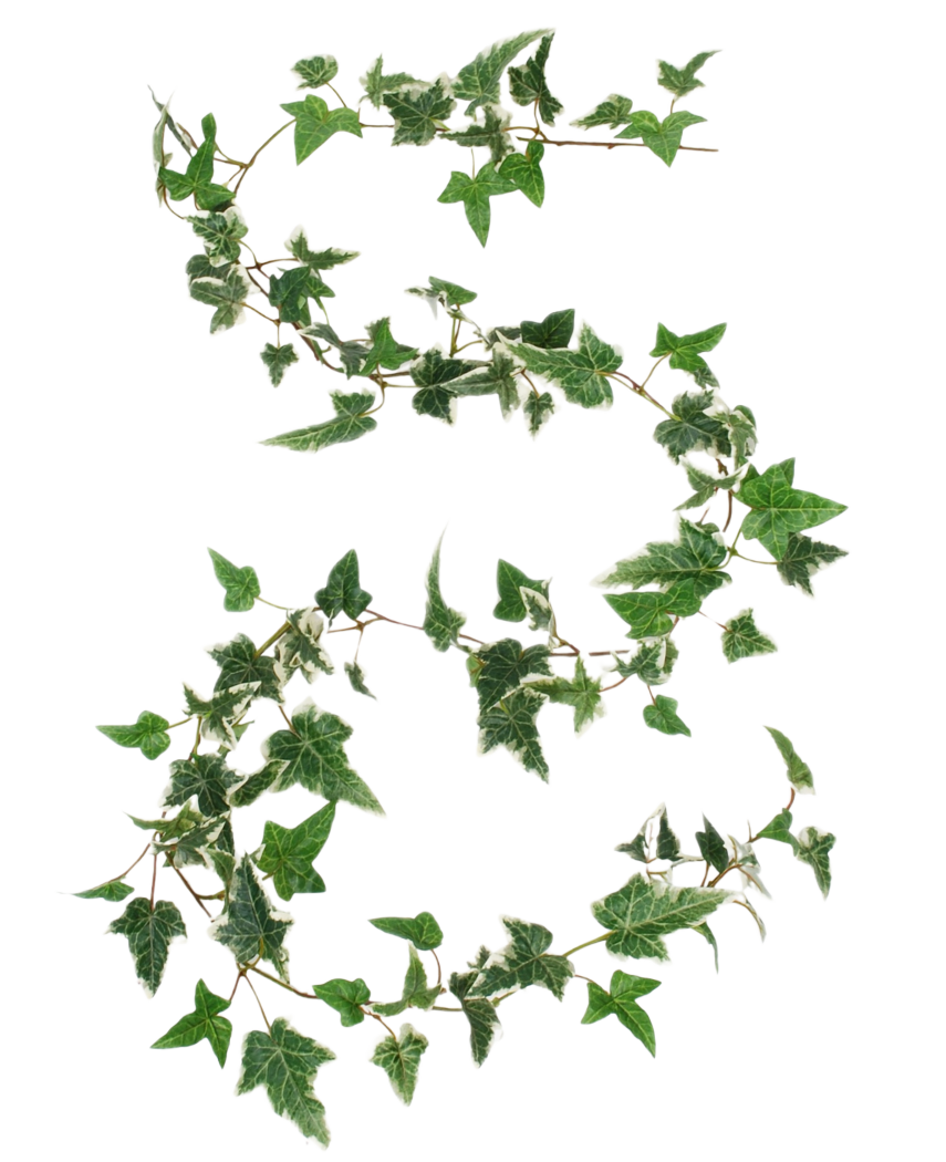 La guirnalda de hiedra artificial Boston verde-blanco 180 cm UV está diseñada con la forma del número 8, con zarcillos de hiedra verdes y blancos sobre un fondo blanco liso.