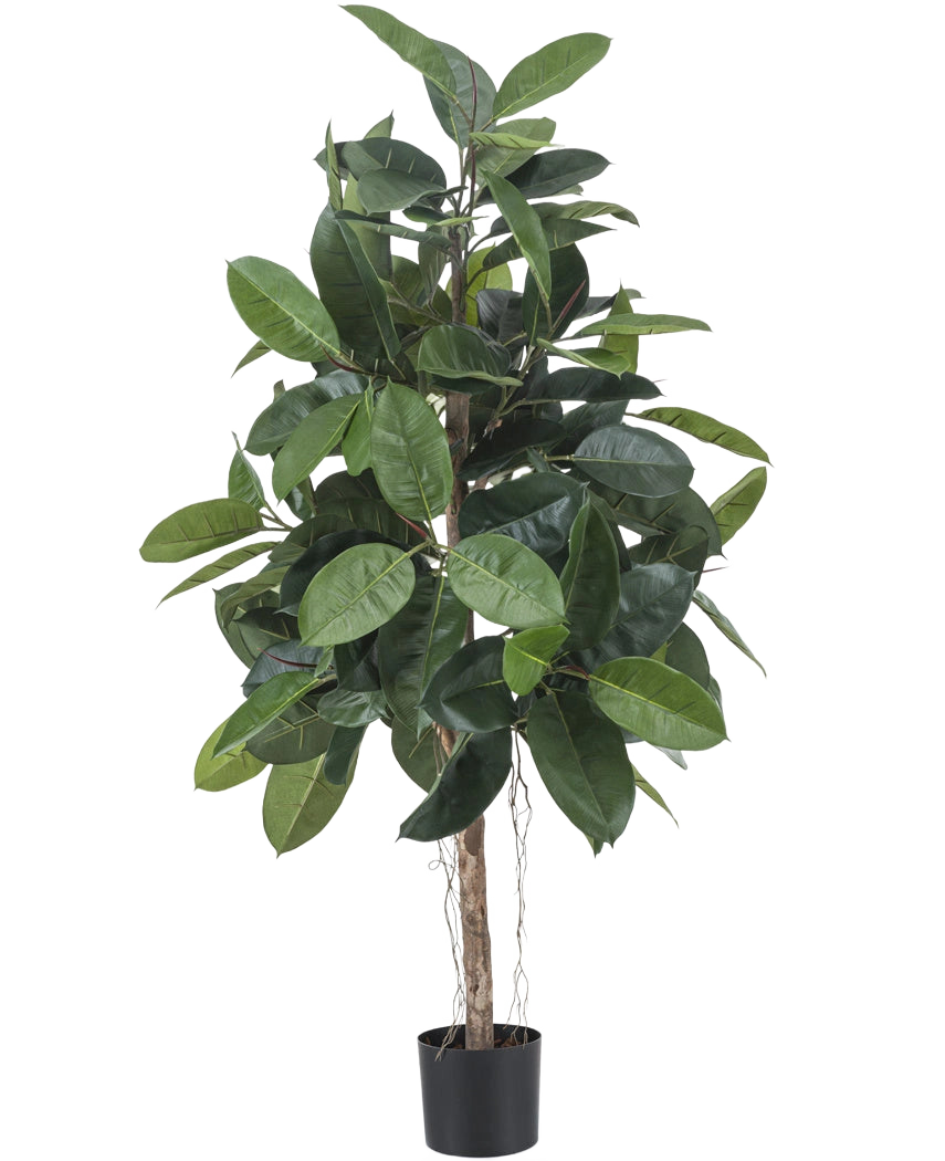 La planta de caucho artificial de 150 cm tiene hojas anchas y brillantes de color verde oscuro y se coloca en una pequeña maceta negra sobre un fondo blanco.