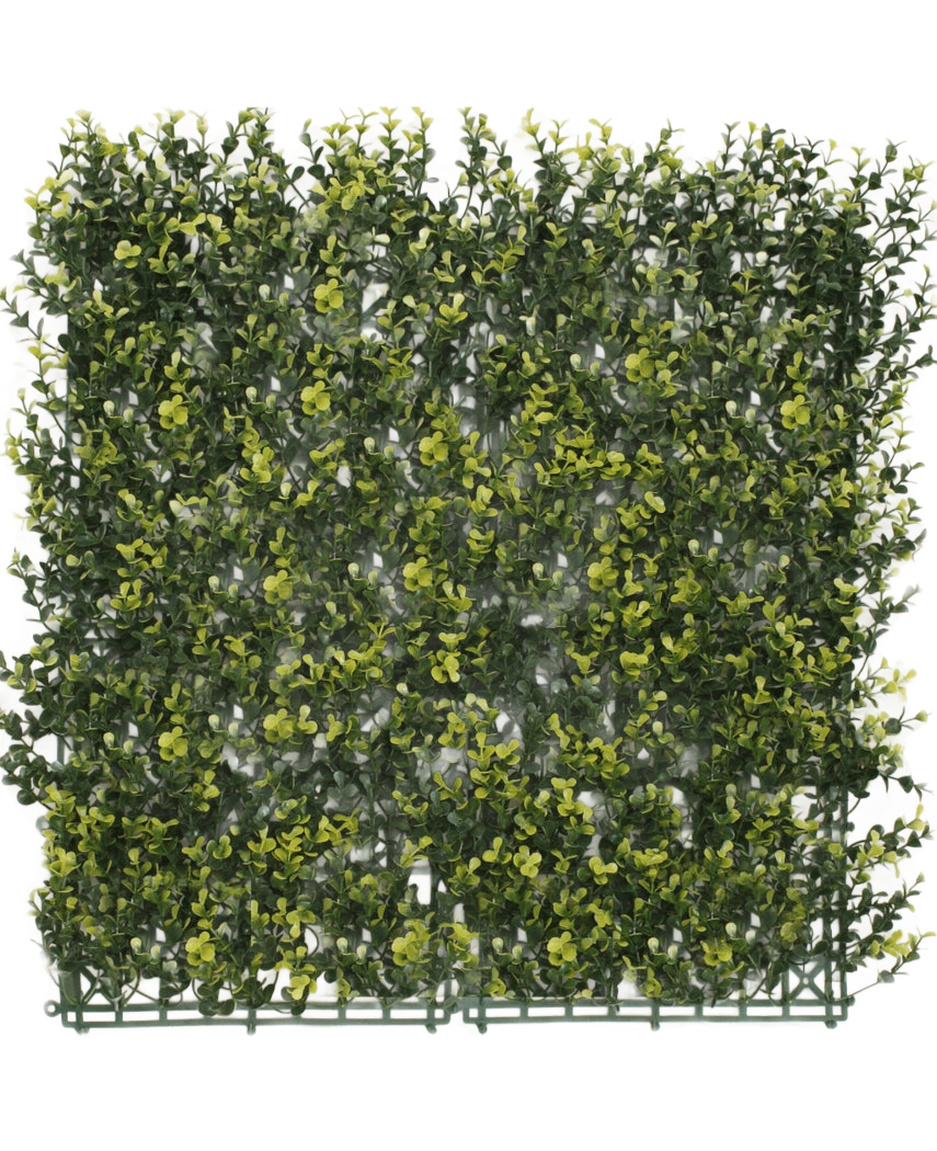 El Seto Artificial Boj Amarillo 50x50 cm UV es un panel cuadrado de denso follaje verde artificial con hojas amarillas, diseñado para parecerse a un seto o una pared de jardín, sobre un fondo blanco liso.
