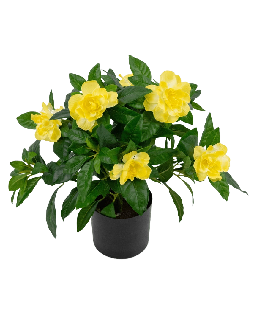 La Planta Artificial Gardenia UV 39 cm es una planta artificial de un verde exuberante con flores grandes y de un amarillo vibrante y hojas brillantes en una maceta negra, sobre un fondo blanco liso.