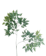 La Hoja Artificial Ming Aralia 50 cm verde retardante de fuego es una planta artificial alta y esbelta con tallos finos y manojos de hojas verdes con bordes dentados sobre un fondo blanco liso.