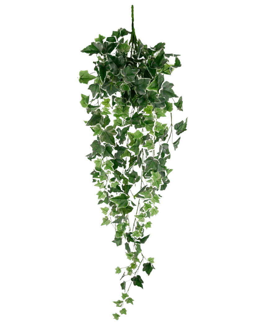 La hiedra artificial 70 cm verde/blanco es una planta de hiedra artificial colgante con exuberantes hojas verdes y blancas en cascada sobre tallos largos, sobre un fondo blanco liso.