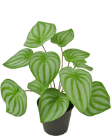 La Planta Artificial Sandía 29 cm es una planta artificial con hojas verdes en forma de corazón y rayas de color verde claro, expuesta en una pequeña maceta negra sobre un fondo blanco liso.