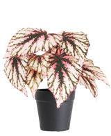 La Begonia artificial en maceta violeta UV 25 cm tiene hojas grandes en forma de corazón con colores rosa, verde y crema y se suministra en una pequeña maceta negra sobre un fondo blanco liso.