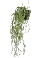 La planta colgante artificial Pumila de 81 cm en maceta tiene largos y sinuosos zarcillos verdes con pequeñas hojas redondas en una maceta colgante negra, colgada de cuerdas beige sobre un fondo blanco liso.