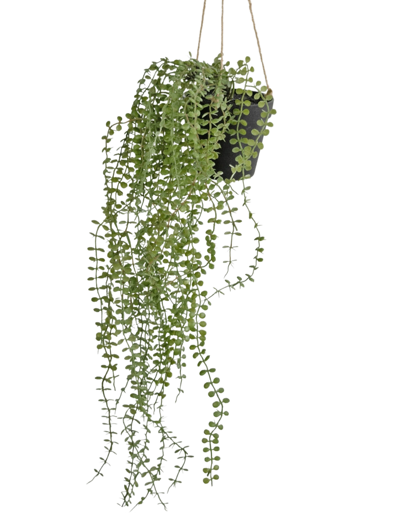 La planta colgante artificial Pumila de 81 cm en maceta tiene largos y sinuosos zarcillos verdes con pequeñas hojas redondas en una maceta colgante negra, colgada de cuerdas beige sobre un fondo blanco liso.