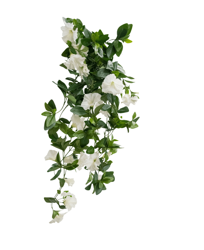 La planta colgante artificial Petunia 70 cm blanca tiene hojas verdes y flores blancas en forma de trompeta en un diseño en forma de enredadera en cascada, sobre un fondo blanco liso.