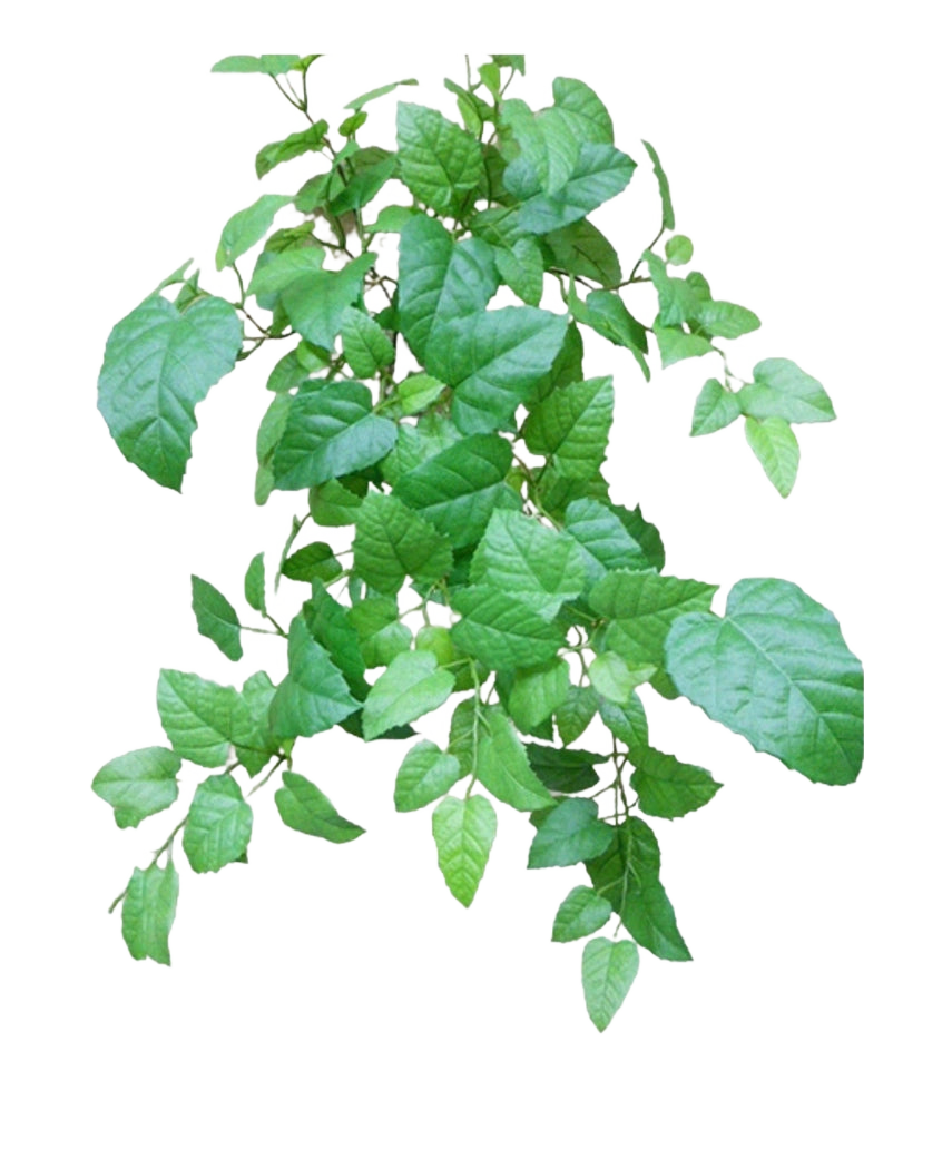 La Casa Colgante Artificial Verde de 70 cm tiene hojas verdes con bordes dentados y venas visibles en tallos delgados y ramificados, sobre un fondo blanco liso.
