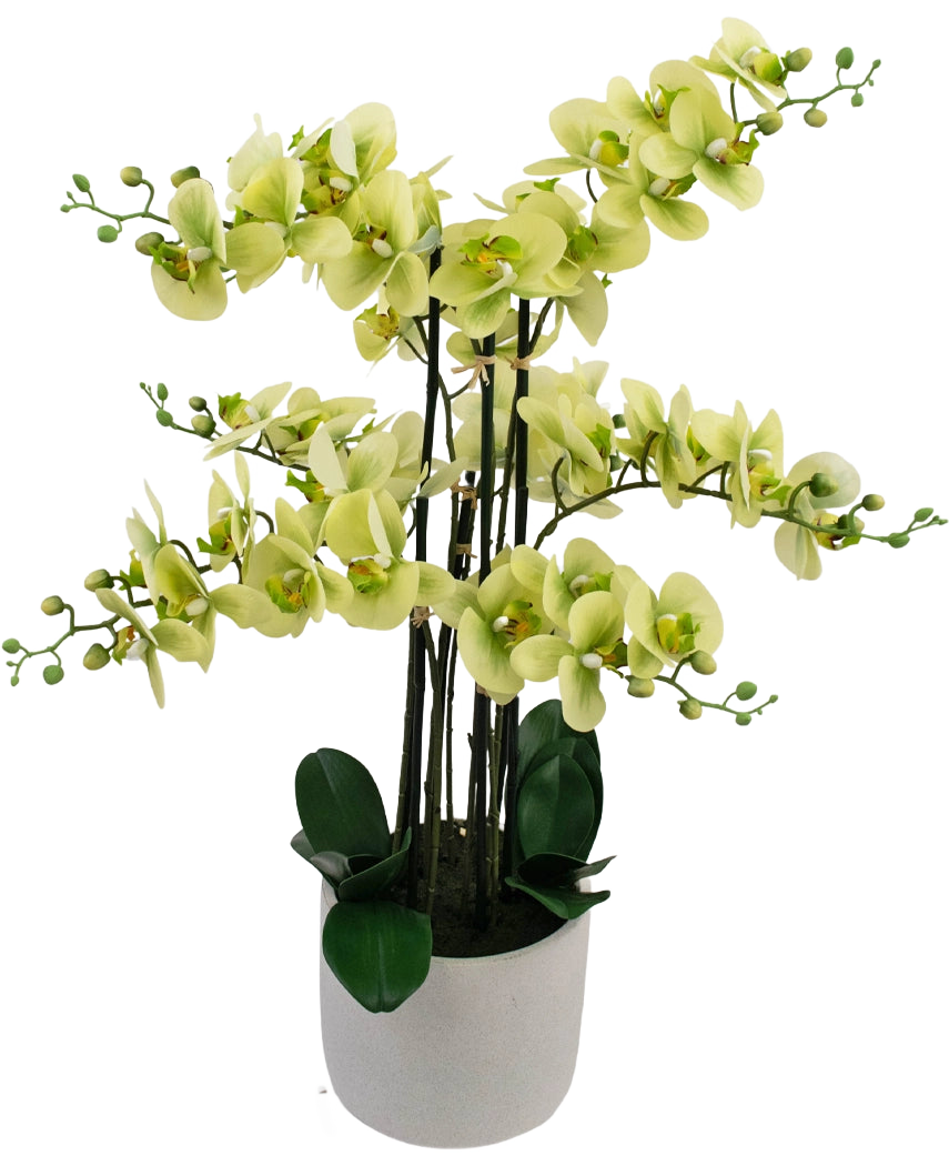 La Orquídea Artificial Real Touch 81 cm verde tiene flores de orquídeas de color verde claro con hojas de color verde oscuro en una maceta gris claro, sobre un fondo blanco.