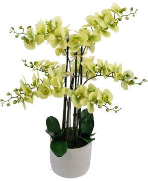 La Orquídea Artificial Real Touch 81 cm verde tiene flores de orquídeas de color verde claro con hojas de color verde oscuro en una maceta gris claro, sobre un fondo blanco.