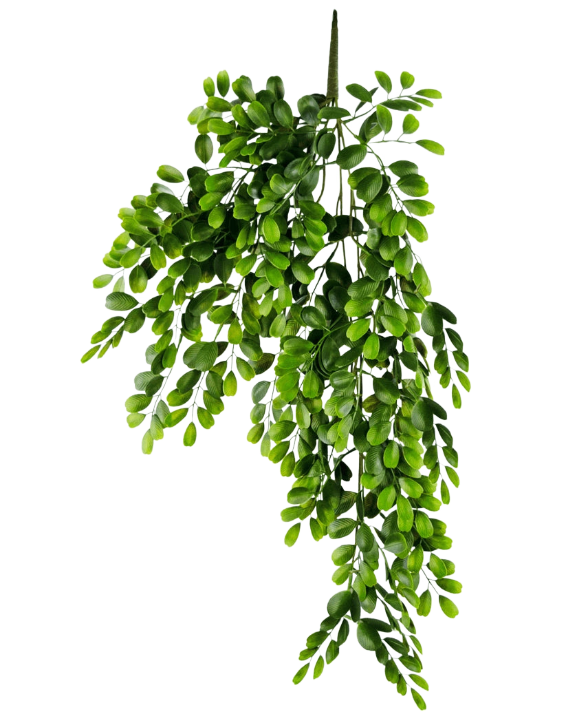La planta colgante artificial Pumila de 86 cm es una rama artificial realista con múltiples tallos de pequeñas hojas ovaladas de color verde brillante, que parecen exuberantes y en cascada sobre un fondo blanco liso.