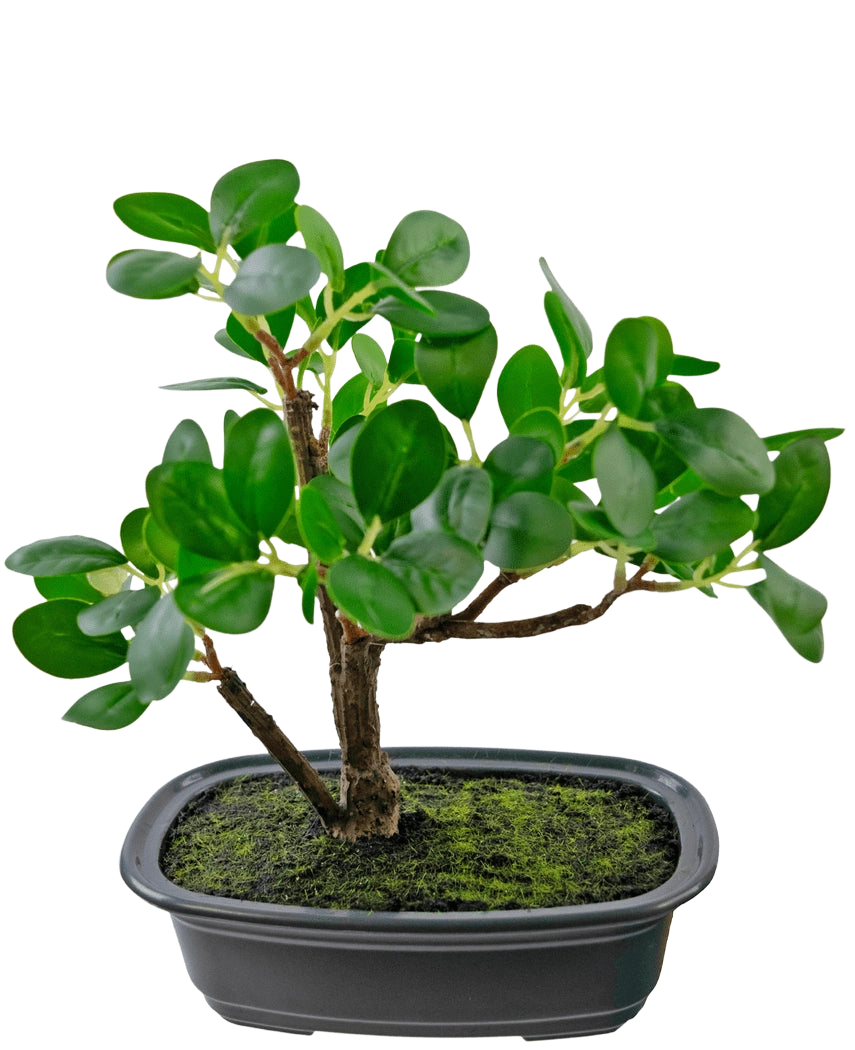 La Planta Artificial Bonsái Ficus 20 cm tiene hojas gruesas y ovaladas de color verde y se coloca en una maceta negra poco profunda con tierra de musgo, sobre un fondo blanco liso.