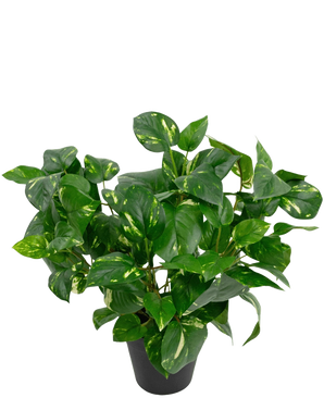 La Planta Artificial Vid Dorada en Maceta de 40 cm tiene exuberantes hojas verdes en forma de corazón con tonos amarillos sobre un fondo blanco liso.