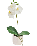 La Orquídea Artificial Real Touch 30 cm blanca tiene flores de orquídeas blancas realistas y hojas verdes en una pequeña maceta blanca, perfecta para añadir elegancia a cualquier espacio.