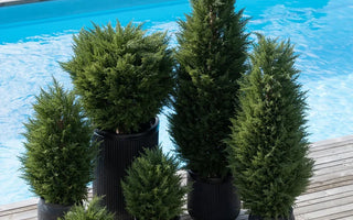 Plantas artificiales para exteriores con UV y sin cuidados