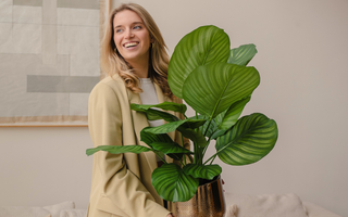 Plantas artificiales: Cómo limpiarlas y mantenerlas impecables