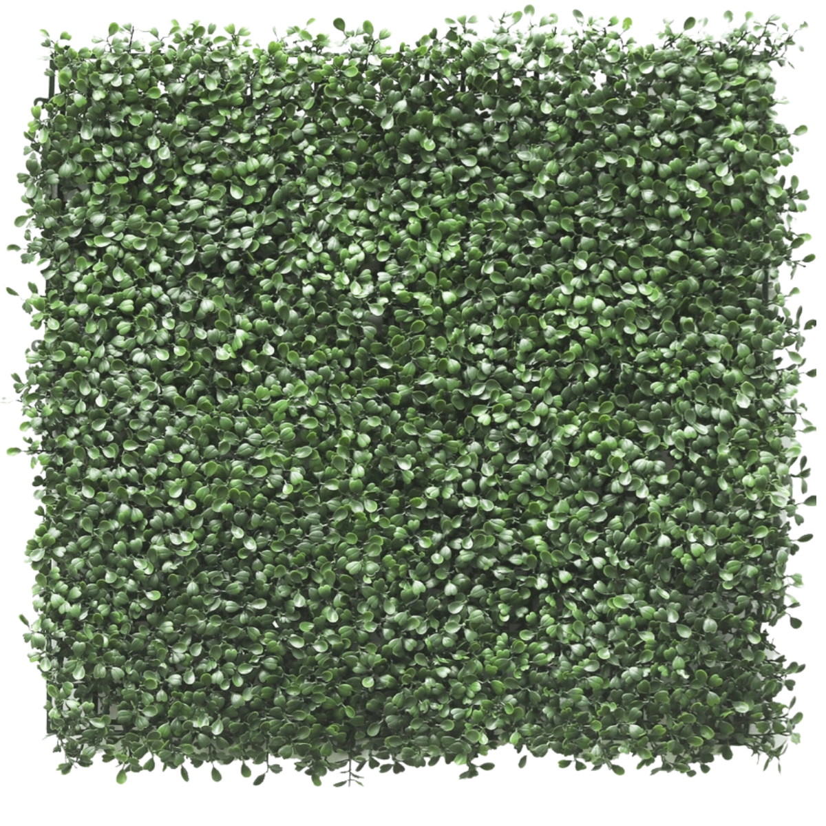 Seto artificial Buxus