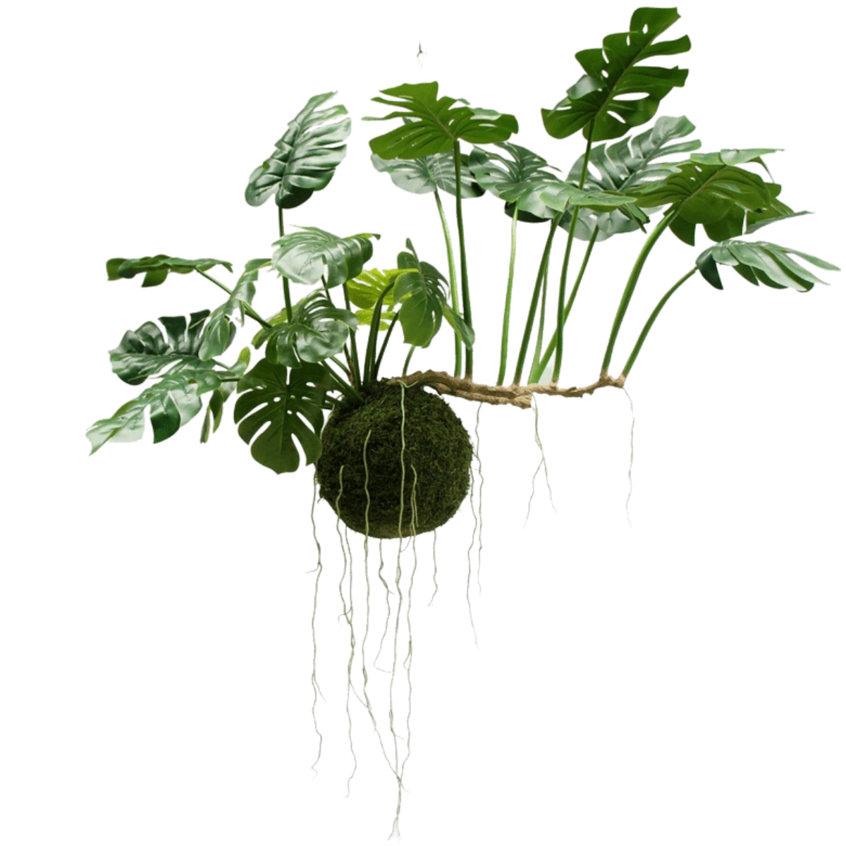 Plantas colgantes grandes