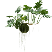 Plantas colgantes grandes