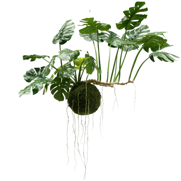 Plantas colgantes grandes