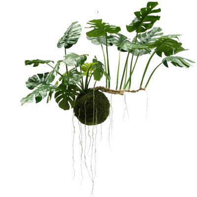 Plantas colgantes grandes