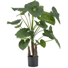Alocasia artificial