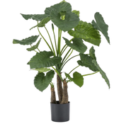Alocasia artificial