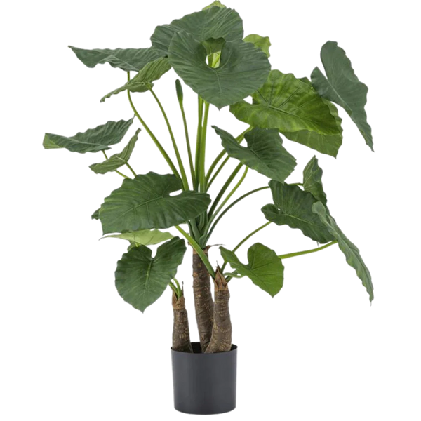 Alocasia artificial