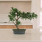 bonsai---kunstplanten
