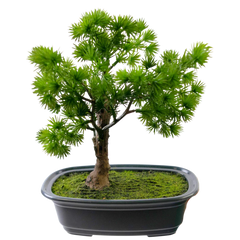 Bonsai artificial