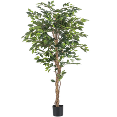 Ficus artificial