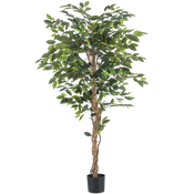 Ficus artificial