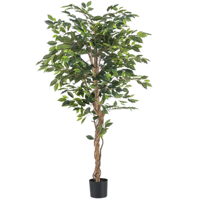 Ficus artificial
