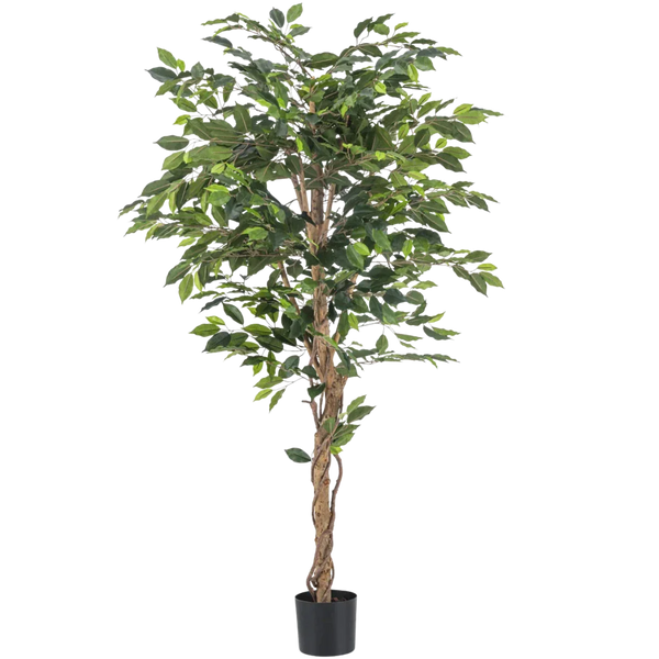 Ficus artificial